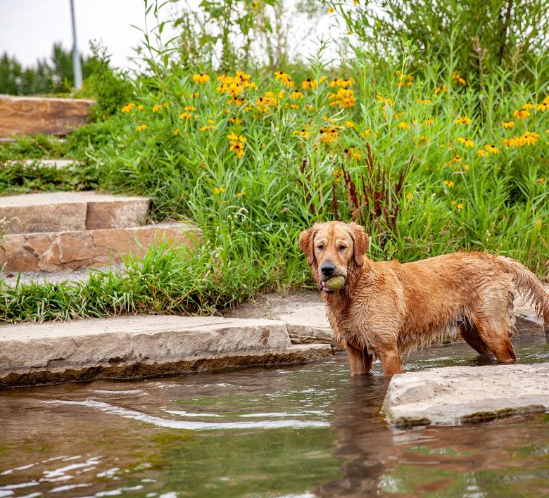 dog playing in creek at twin silo park
